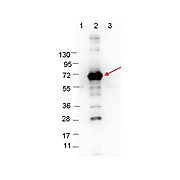 Anti-CRASP-1 (RABBIT) Antibody