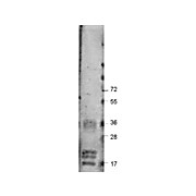 Anti-Bovine VEGF-A (RABBIT) Antibody