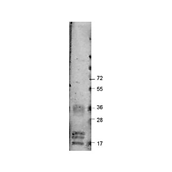 Anti-Bovine VEGF-A (RABBIT) Antibody