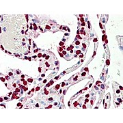 Anti-Histone H3 (Rabbit) Antibody