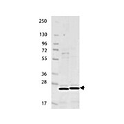 IL-27/p28 Mouse Recombinant Protein