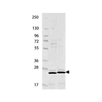 IL-27/p28 Mouse Recombinant Protein