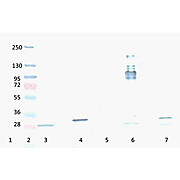 Anti-RFP (MOUSE) Monoclonal Antibody