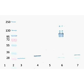 Anti-RFP (MOUSE) Monoclonal Antibody