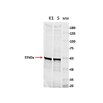 Anti-PYRUVATE KINASE (Rabbit Muscle) (GOAT) Antibody