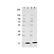 IL-1ß Mouse Recombinant Protein