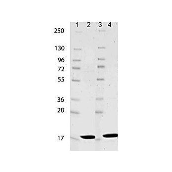 IL-1ß Mouse Recombinant Protein