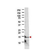 Anti-Bovine IL-21 (RABBIT) Antibody
