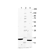 GM-CSF Mouse Recombinant Protein
