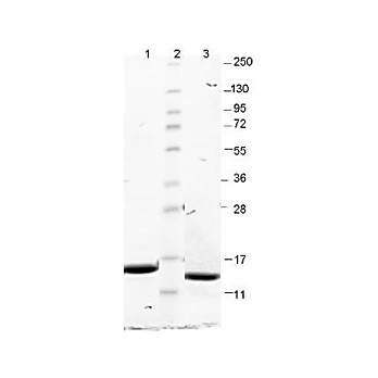 GM-CSF Mouse Recombinant Protein
