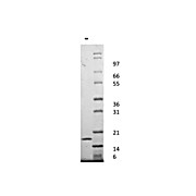 Human Interleukin-1-alpha Recombinant Protein