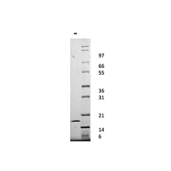 Human Interleukin-1-alpha Recombinant Protein