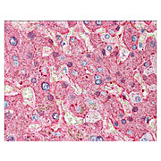 Anti-FIBRINOGEN (Human Plasma) (GOAT) Antibody