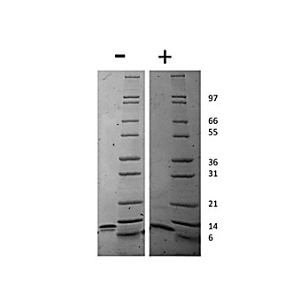 Mouse IP-10 (CXCL10) Recombinant Protein