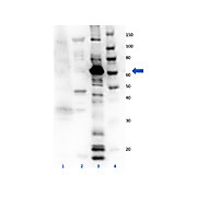 Anti-Eg5 (RABBIT) Antibody