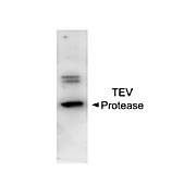 Anti-TEV Protease (Rabbit) Antibody