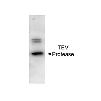 Anti-TEV Protease (Rabbit) Antibody