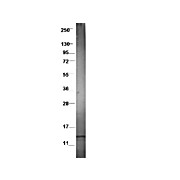 Anti-Swine CCL3L1 (RABBIT) Antibody