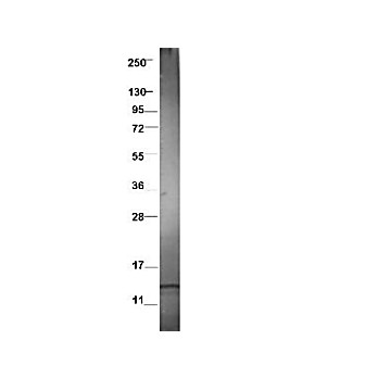 Anti-Swine CCL3L1 (RABBIT) Antibody
