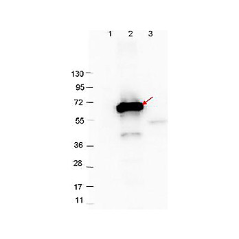 Anti-CRASP-2 (RABBIT) Antibody