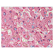 Anti-FIBRINOGEN (Human Plasma) (GOAT) Antibody Peroxidase Conjugated