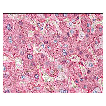 Anti-FIBRINOGEN (Human Plasma) (GOAT) Antibody Peroxidase Conjugated