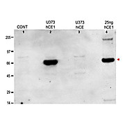 Anti-Human Liver Carboxylesterase-1 (RABBIT) Antibody
