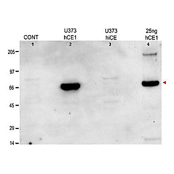 Anti-Human Liver Carboxylesterase-1 (RABBIT) Antibody