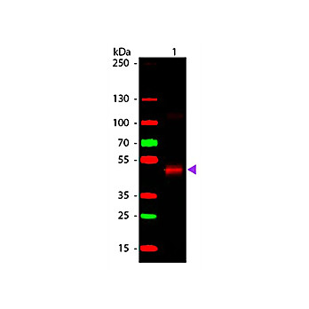 Anti-PEROXIDASE (Horseradish) (GOAT) Antibody