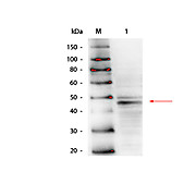 Anti-GATA4 (MOUSE) Monoclonal Antibody