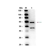 Anti-BILIRUBIN OXIDASE (Myrothecium verrucaria) (GOAT) Antibody Peroxidase Conjugated