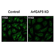 Anti-ARFGAP3 (RABBIT) Antibody