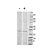 Mouse Interleukin-27 (p28) Recombinant Protein (Animal Free)