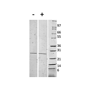 Mouse Interleukin-27 (p28) Recombinant Protein (Animal Free)