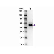 Anti-ALKALINE PHOSPHATASE (Human Intestine) (RABBIT) Antibody