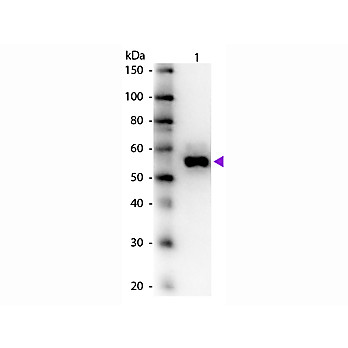 Anti-ALKALINE PHOSPHATASE (Human Intestine) (RABBIT) Antibody