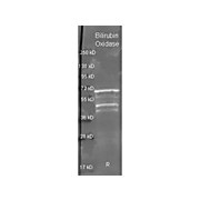 Anti-BILIRUBIN OXIDASE (Myrothecium verrucaria) (GOAT) Antibody