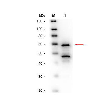 Anti-BILIRUBIN OXIDASE (Myrothecium verrucaria) (GOAT) Antibody Biotin Conjugated