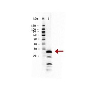 Anti-TRYPSIN (RABBIT) Antibody