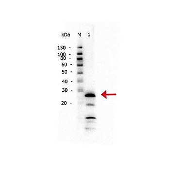 Anti-TRYPSIN (RABBIT) Antibody