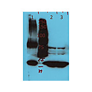 Anti-AGAP4 (RABBIT) Antibody
