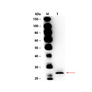 Anti-PAPAIN (GOAT) Antibody Biotin Conjugated