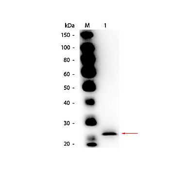 Anti-PAPAIN (GOAT) Antibody Biotin Conjugated