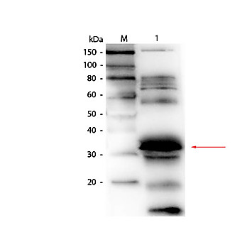 Anti-FOLATE BINDING PROTEIN (Bovine Milk) (GOAT) Antibody Biotin Conjugated
