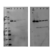Anti-Setdb2 (RABBIT) Antibody