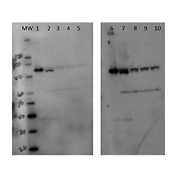 Anti-Setdb2 (RABBIT) Antibody