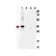 Anti-NAG-1 (H variant specific) (MOUSE) Monoclonal Antibody