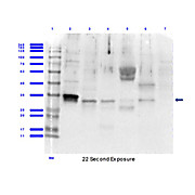 Anti-CLIC1 (RABBIT) Antibody