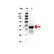 Anti-OVALBUMIN (Hen Egg White) (RABBIT) Antibody
