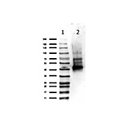Anti-NEMO (RABBIT) Antibody